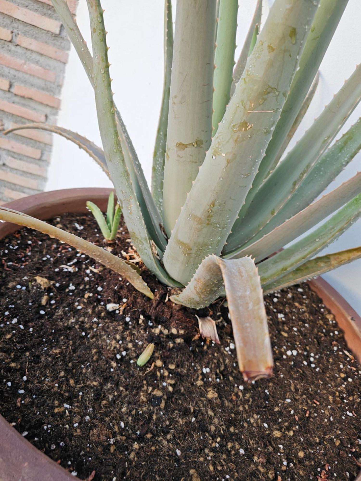 康佩塔Finca Maroma别墅 外观 照片